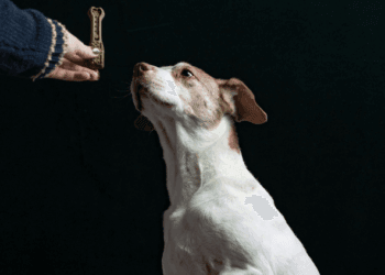 Why Dog Training is Essential for a Happy, Healthy Pup