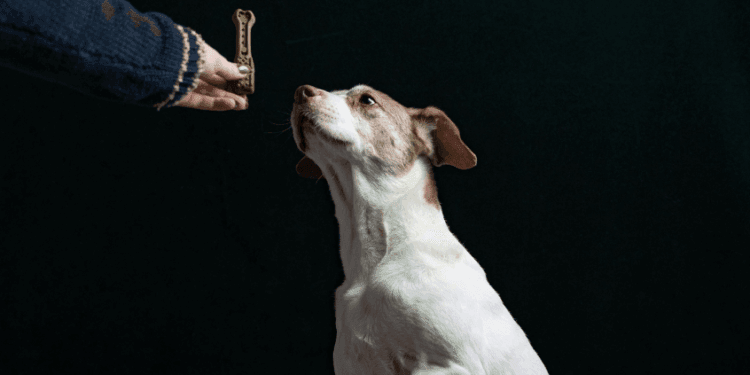 Why Dog Training is Essential for a Happy, Healthy Pup